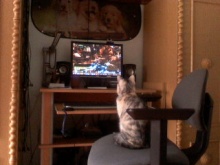 Már az állatok is wowoznak?