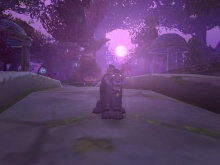 Lila cica a lila napfényben